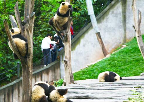 Bifengxia Panda Base