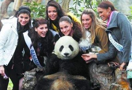 Chengdu Giant Panda Base